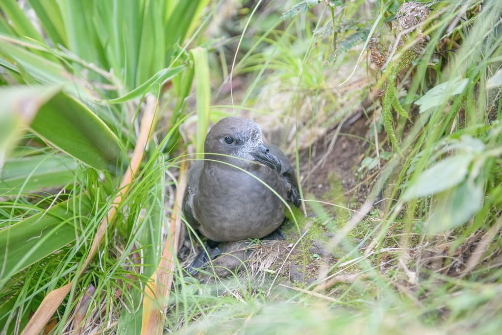 Providence Petrel