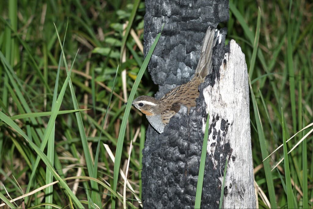 Spotted Quail-thrush