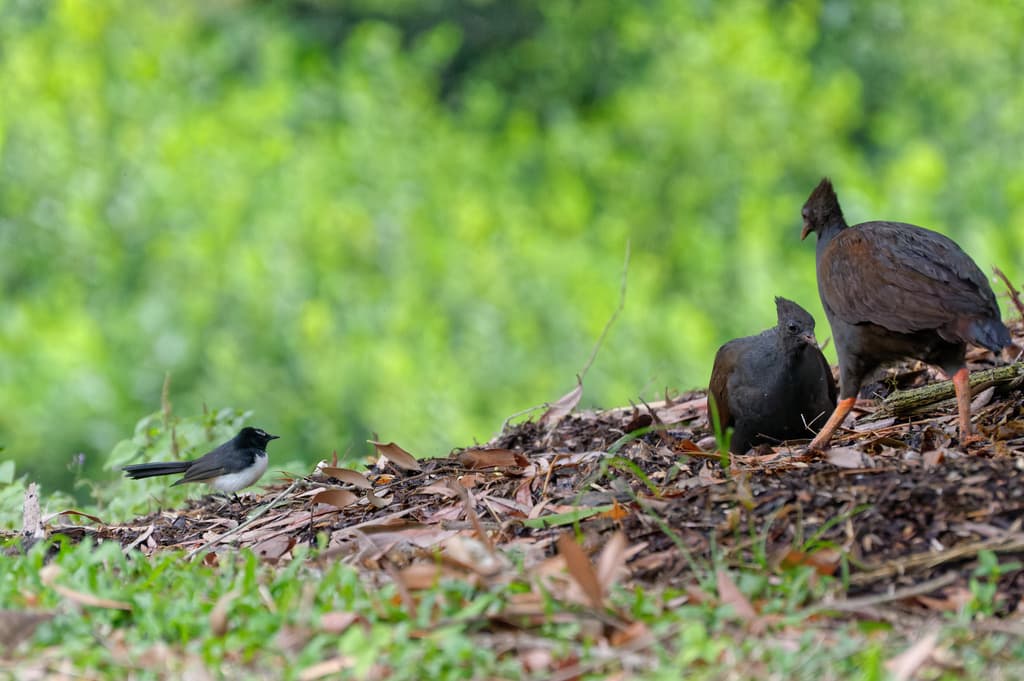 Orange-footed Scrubfowl