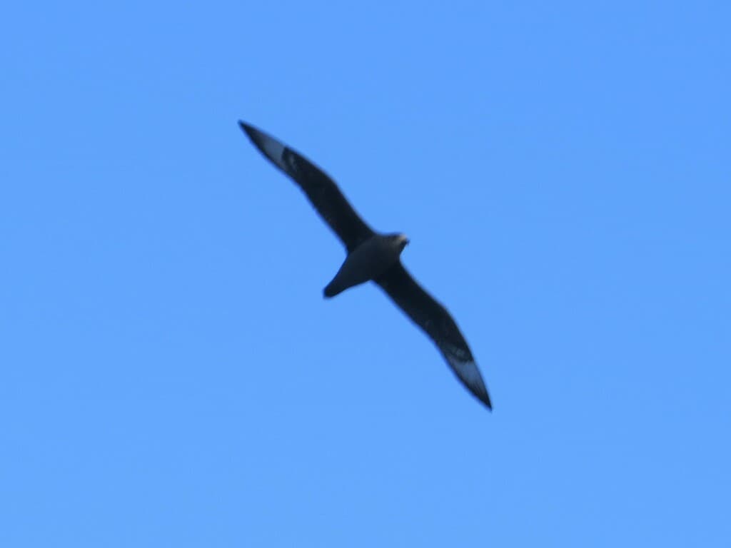 Providence Petrel