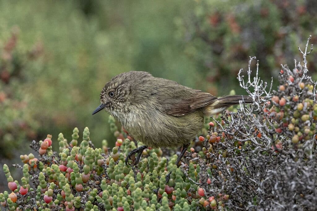 Slender-billed Thornbill