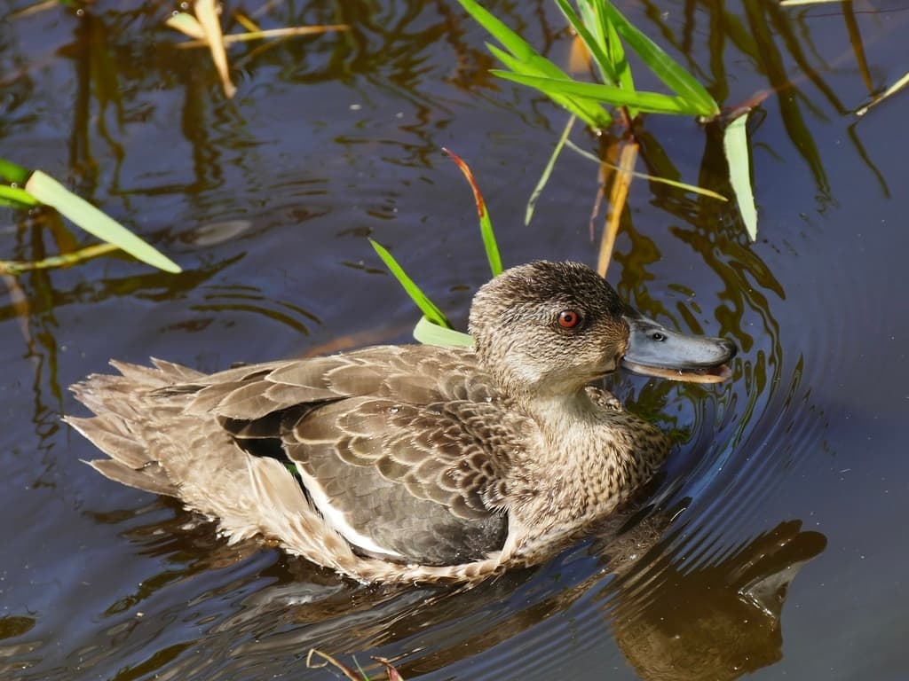 Grey Teal