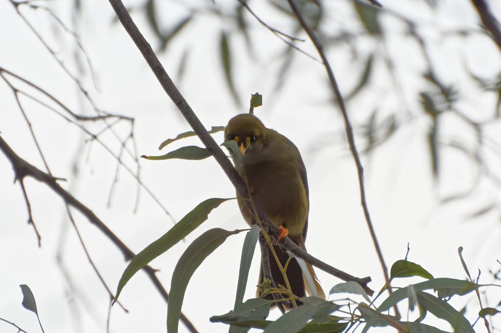 Bell Miner