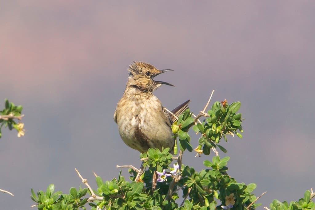 Brown Songlark