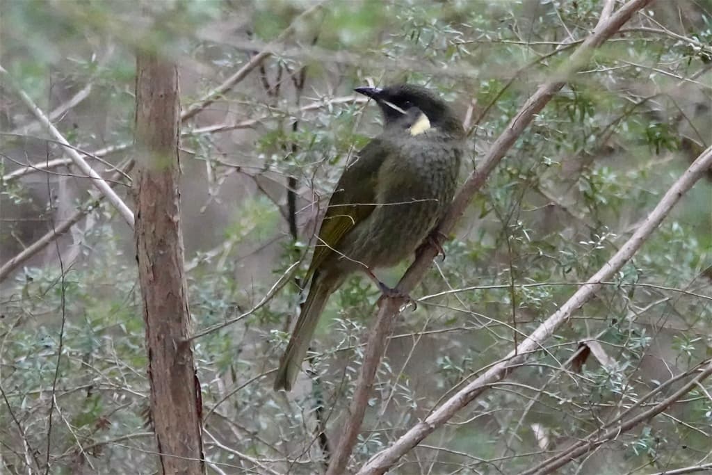 Lewin's Honeyeater
