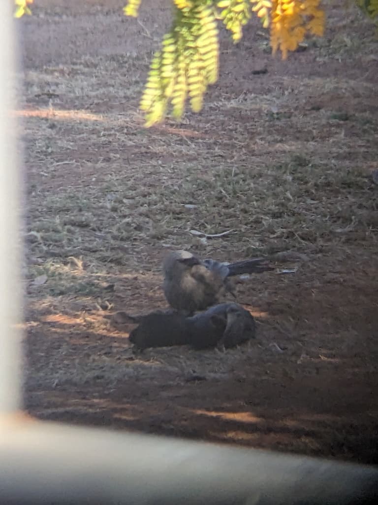 Apostlebird