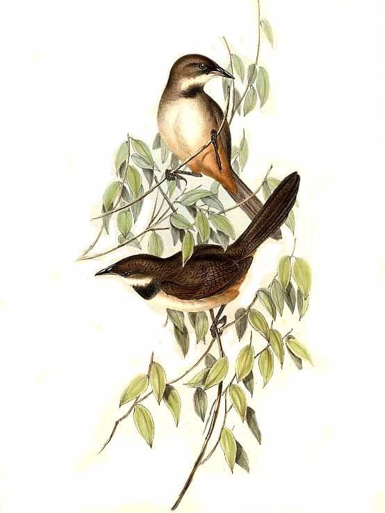 Noisy Scrubbird