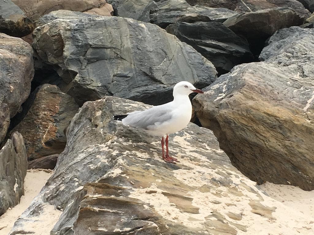 Silver Gull