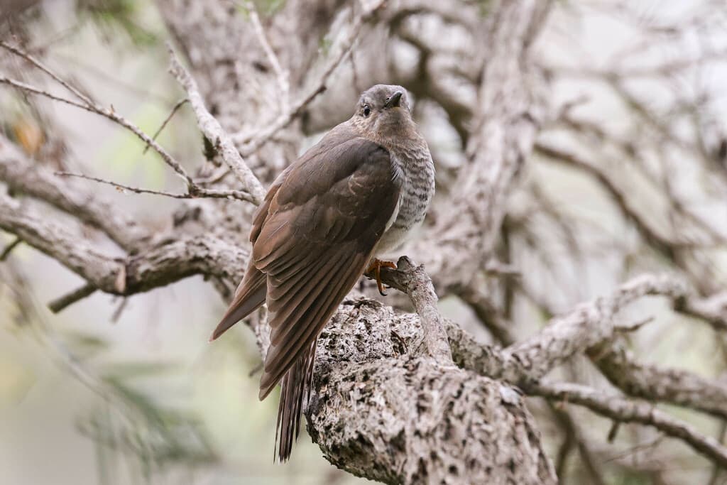 Sahul Brush Cuckoo