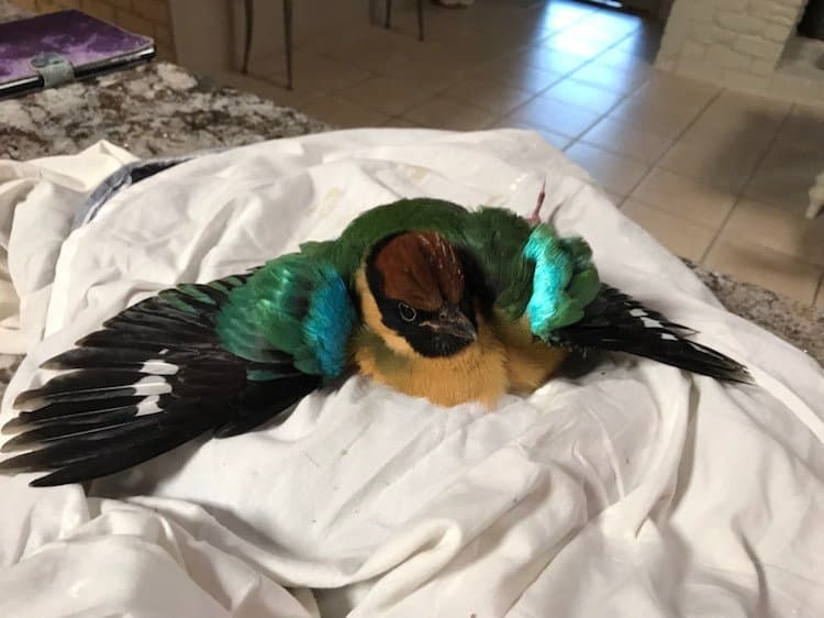 Noisy Pitta