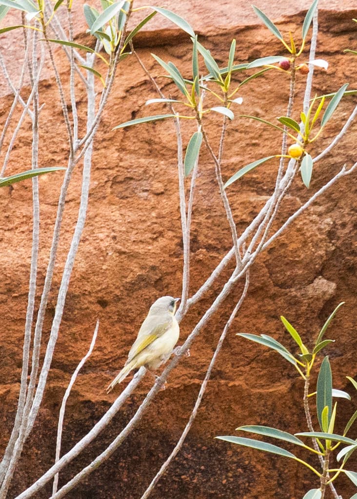 Grey-headed Honeyeater