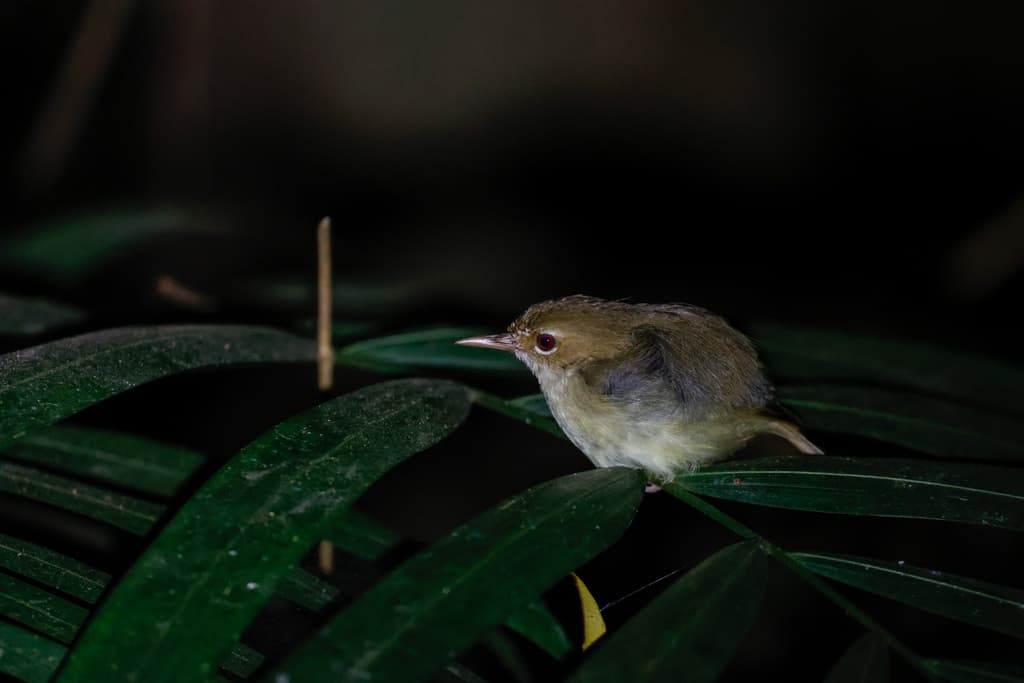 Tropical Scrubwren