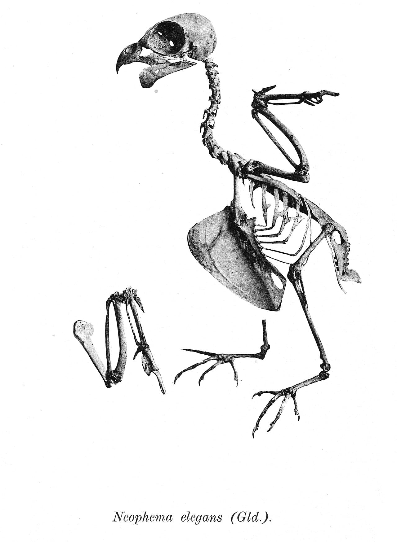 Elegant Parrot