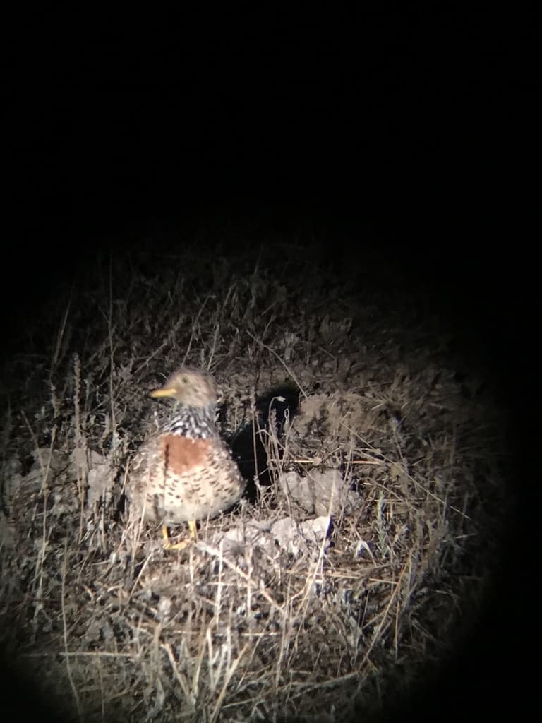 Plains-wanderer