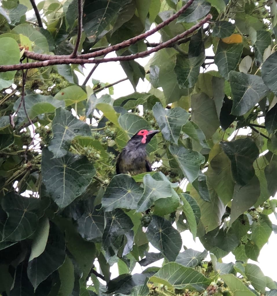 Australasian Figbird