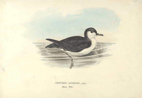 Little Shearwater