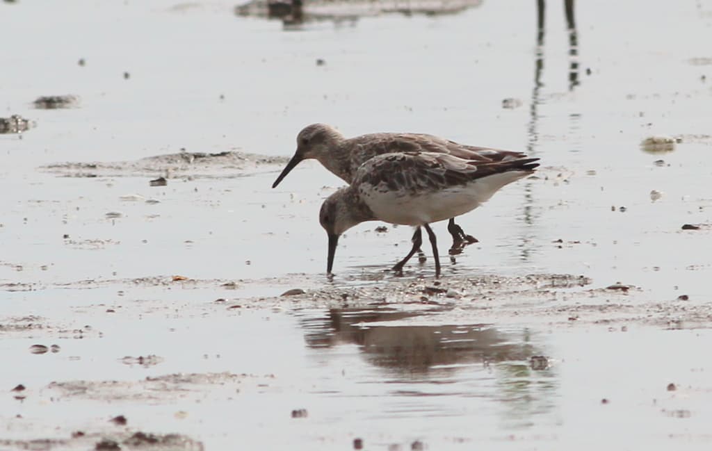 Great Knot