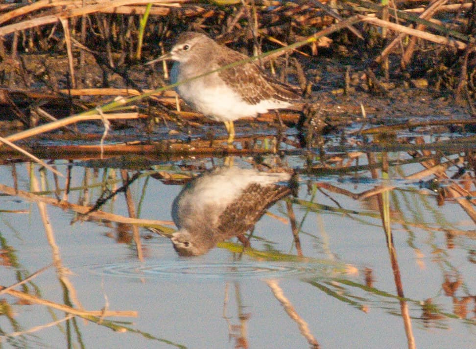 Wood Sandpiper
