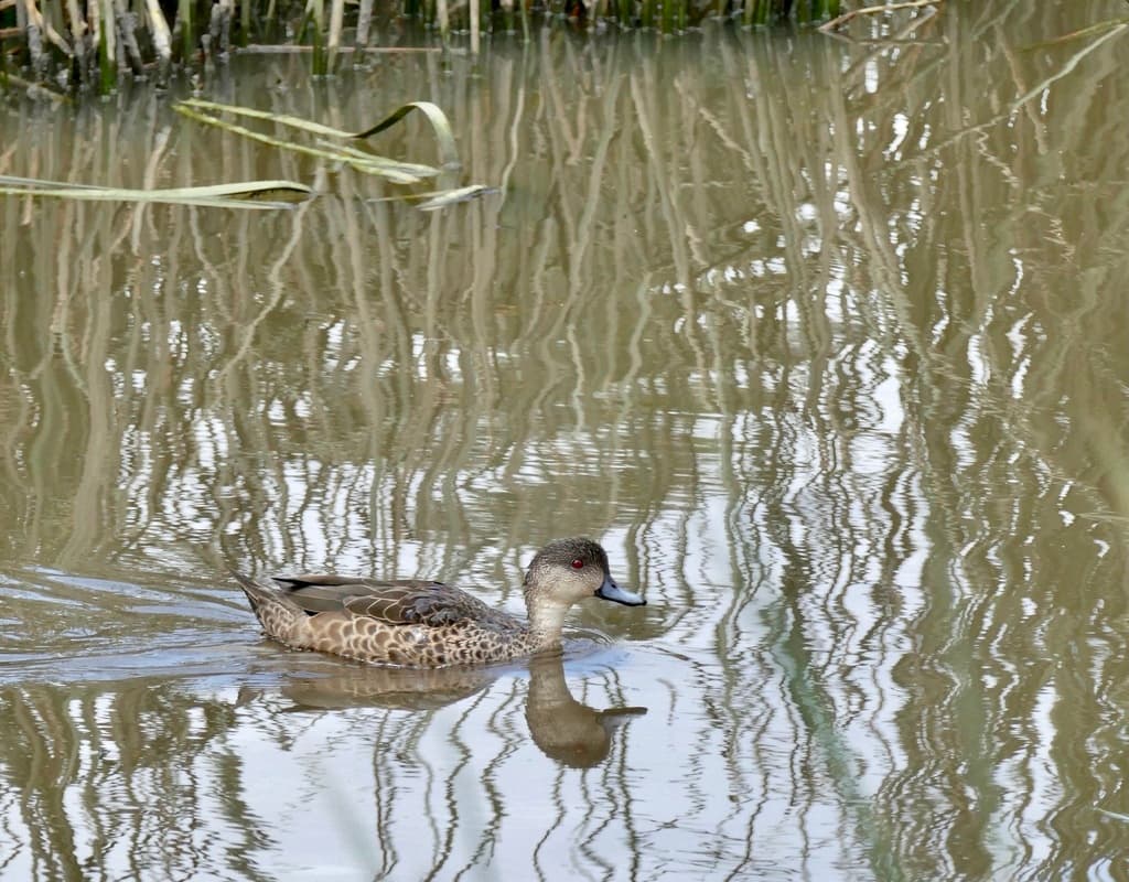 Grey Teal