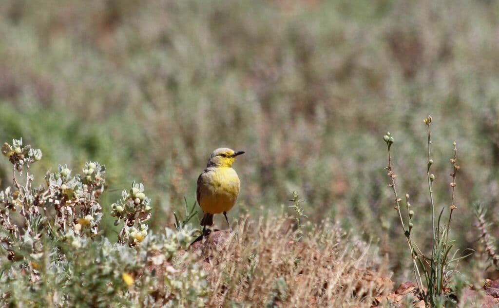 Gibberbird