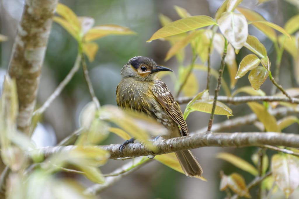 Macleay's Honeyeater