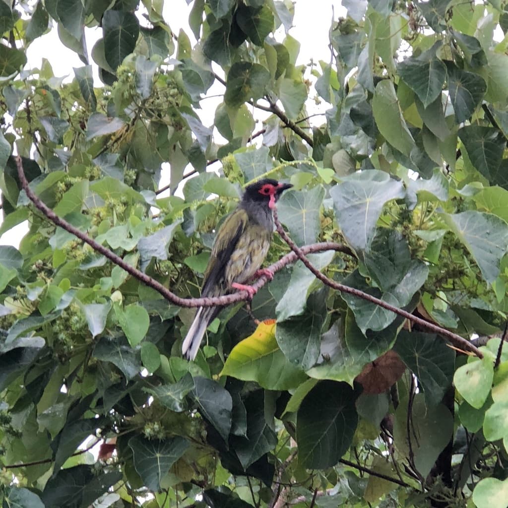 Australasian Figbird