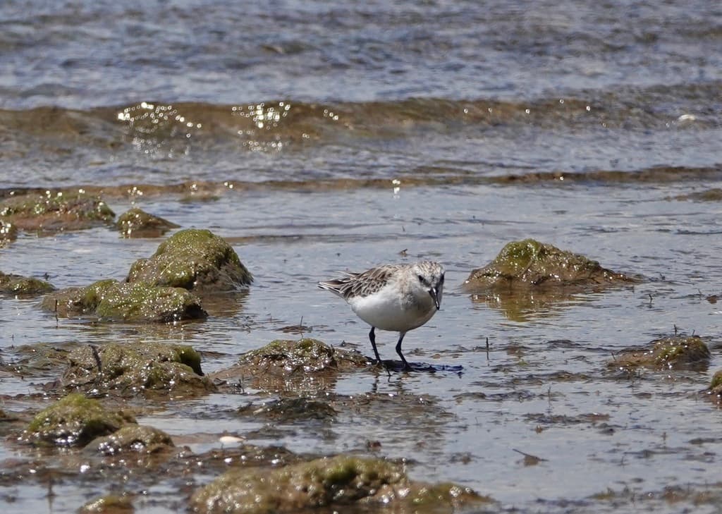 Red-necked Stint