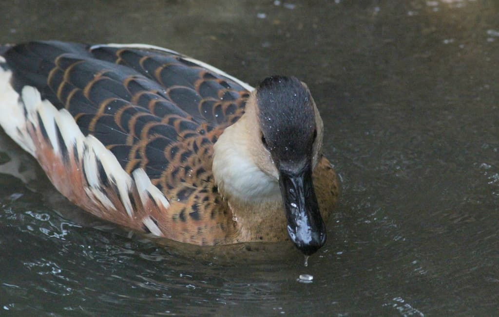 Wandering Whistling Duck