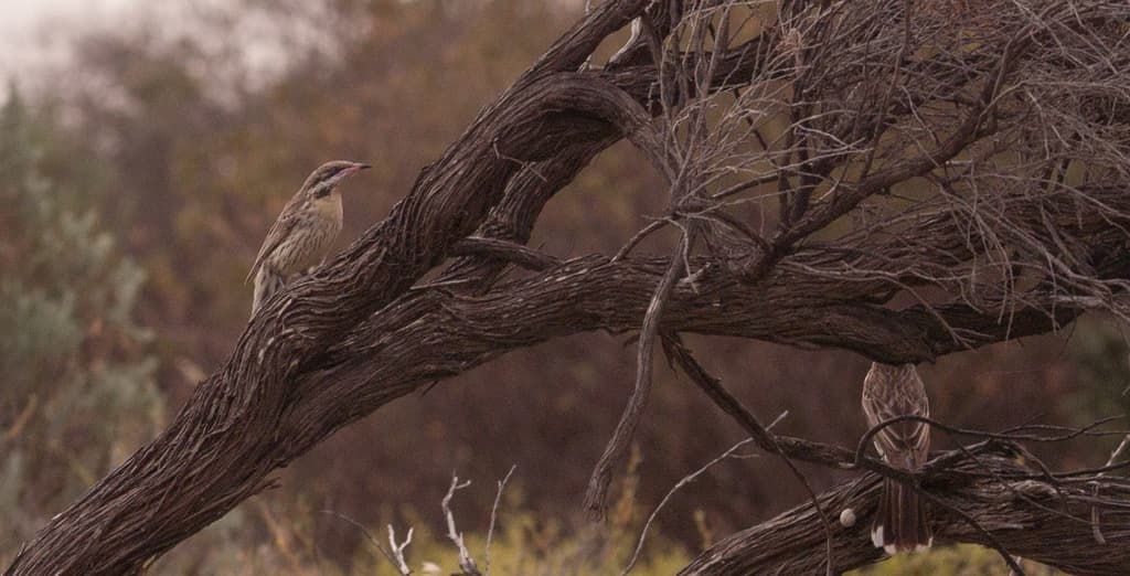 Spiny-cheeked Honeyeater