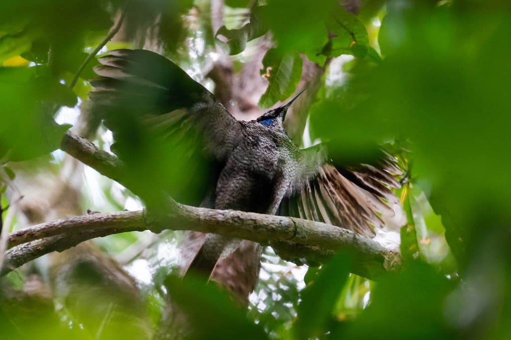 Magnificent Riflebird
