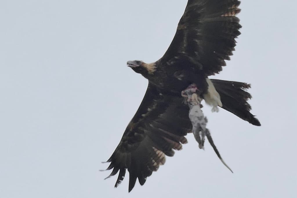 Wedge-tailed Eagle