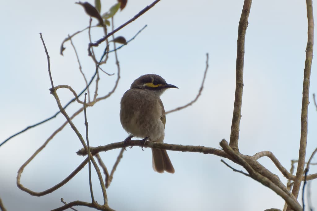 Yellow-faced Honeyeater