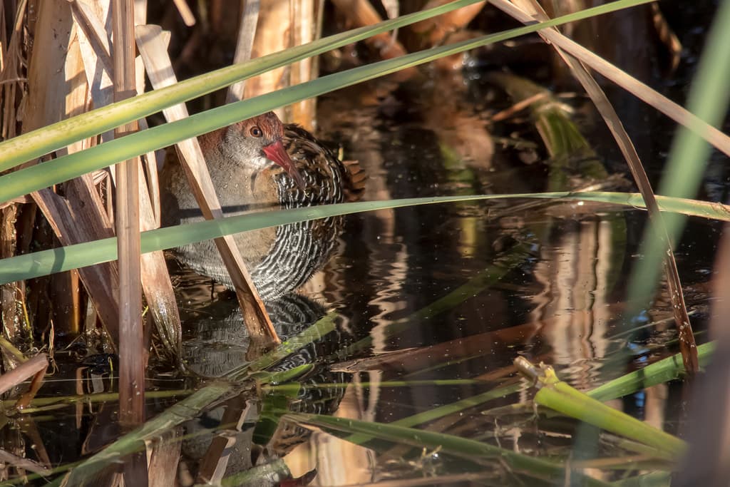 Lewin's Rail