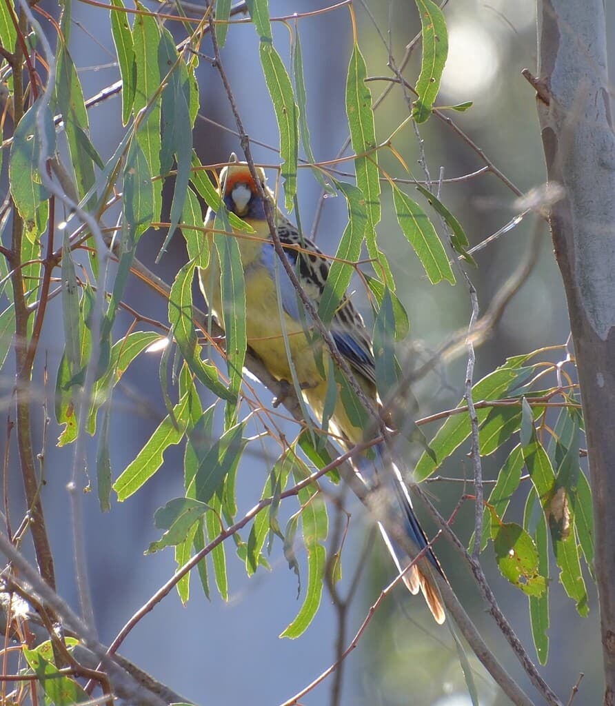 Crimson Rosella