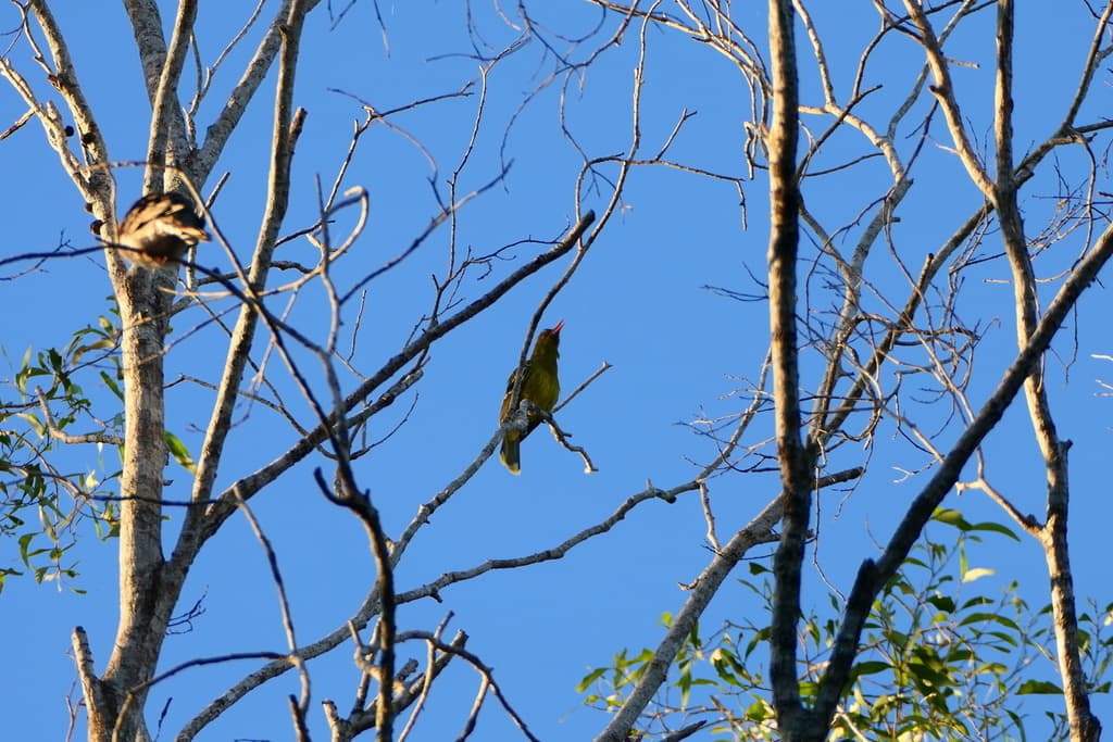 Green Oriole