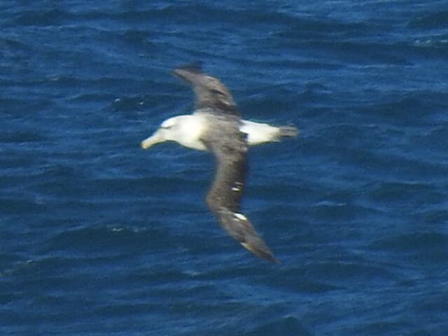 Shy Albatross