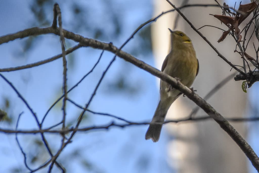 Fuscous Honeyeater