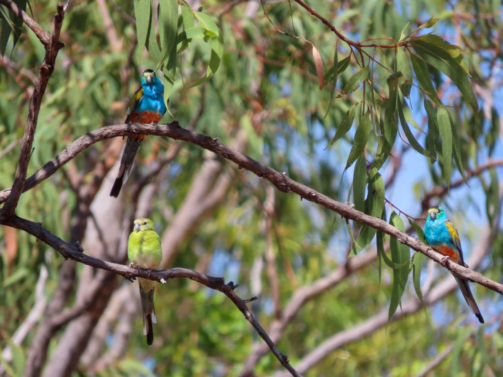Golden-shouldered Parrot