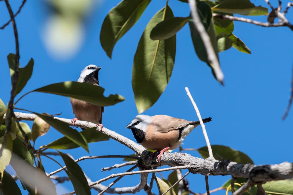 Black-throated Finch