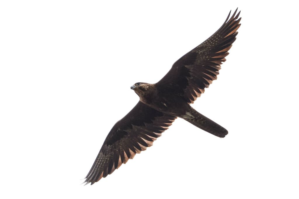 Black Falcon