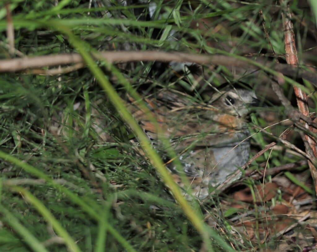 Spotted Quail-thrush