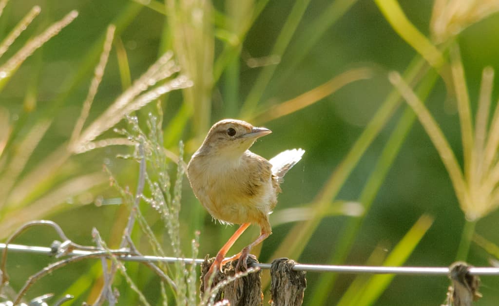 Tawny Grassbird