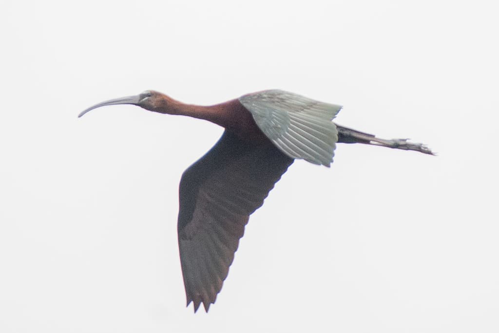 Glossy Ibis