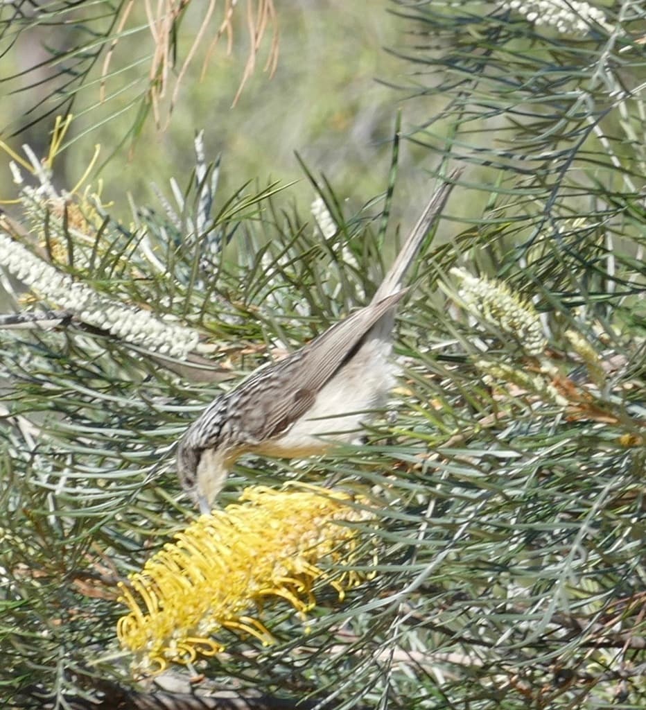 Striped Honeyeater