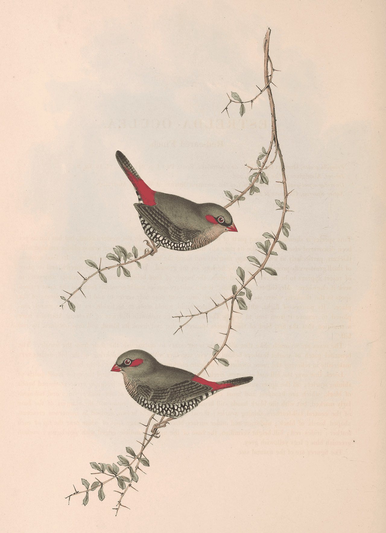 Red-eared Firetail