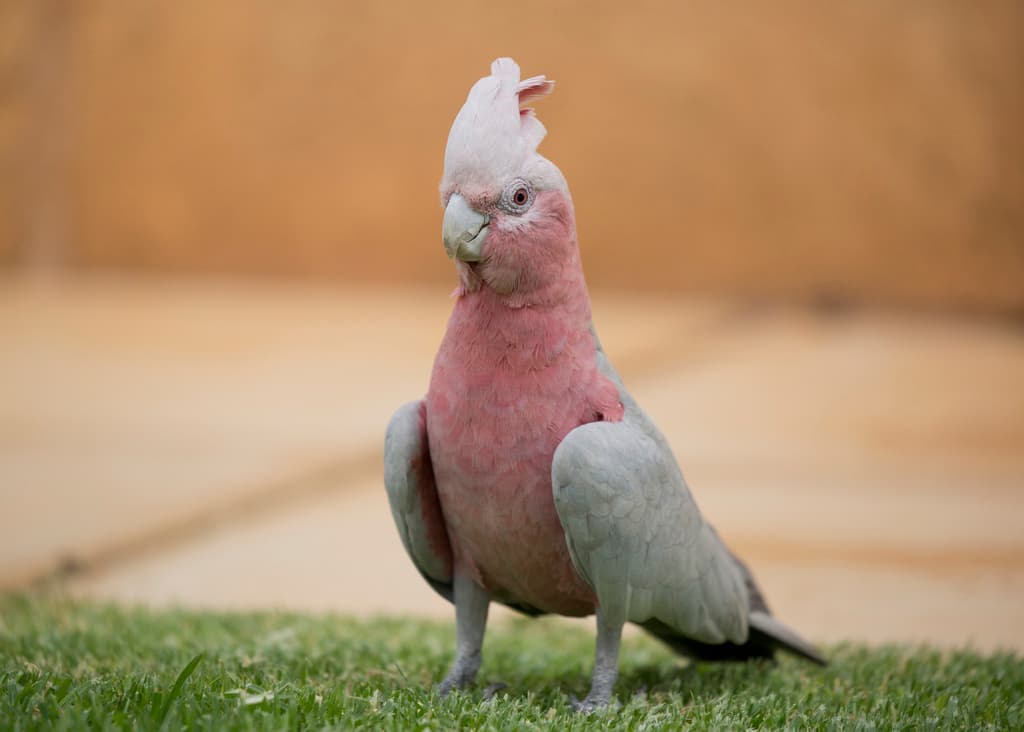 Galah