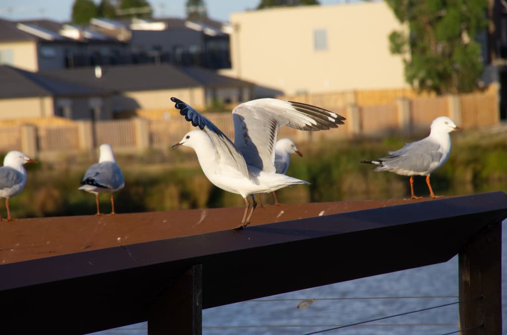 Silver Gull