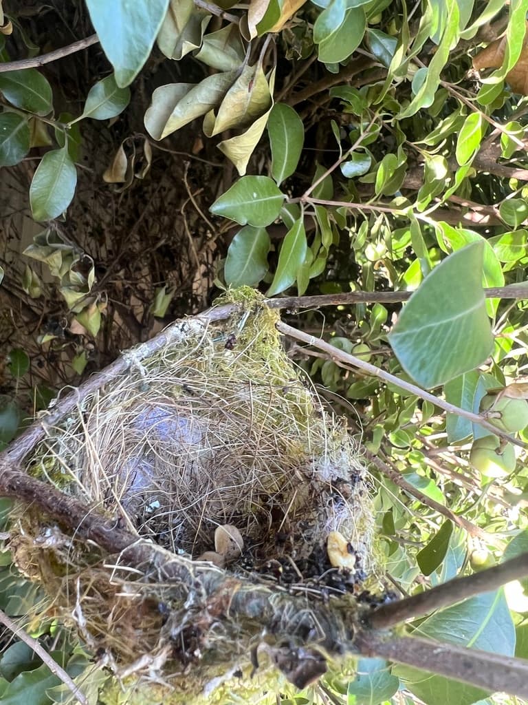 Silvereye