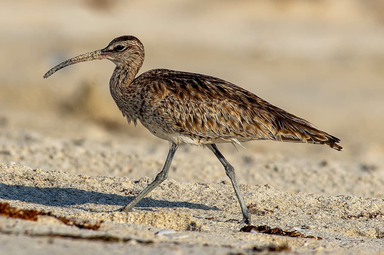 Eurasian Whimbrel