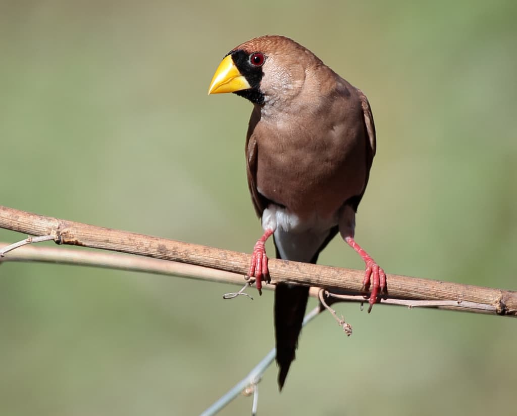 Masked Finch